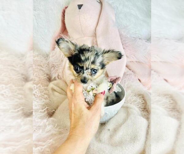 Medium Photo #1 Chihuahua Puppy For Sale in NAPLES, FL, USA