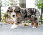 Small Photo #16 Miniature American Shepherd Puppy For Sale in CHRISTIANA, PA, USA