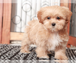 Small #2 ShihPoo