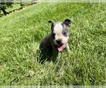 Small #8 Boston Terrier