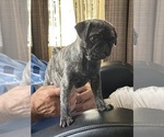 Small Photo #26 Pug Puppy For Sale in TROY, MO, USA