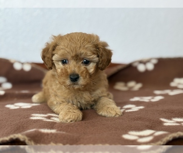 Medium Photo #2 Poodle (Toy)-Zuchon Mix Puppy For Sale in TUCSON, AZ, USA