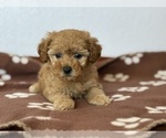 Small #1 Poodle (Toy)-Zuchon Mix