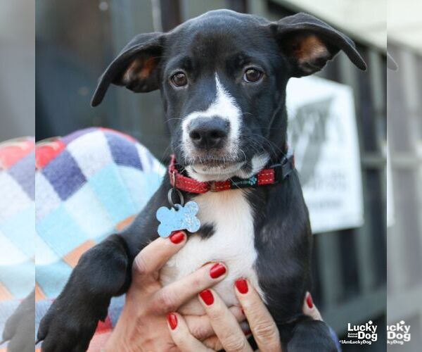 Medium Photo #6 Labrador Retriever-Retriever  Mix Puppy For Sale in Washington, DC, USA