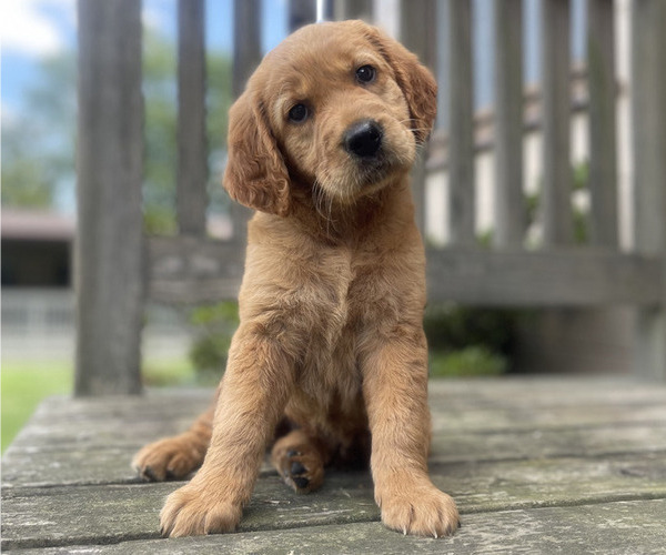 Medium Photo #2 Golden Retriever Puppy For Sale in FREDONIA, KY, USA