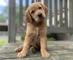 Small #1 Golden Retriever