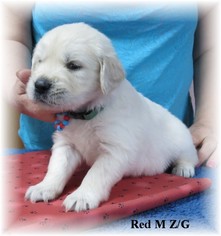 Golden Retriever Puppy for sale in TWO RIVERS, WI, USA