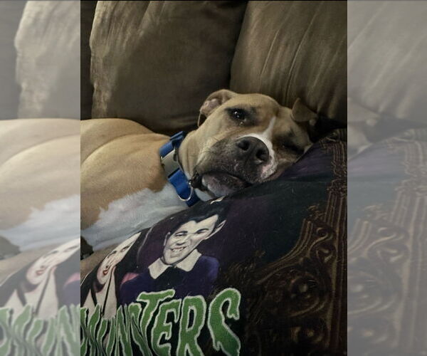 Medium Photo #2 American Staffordshire Terrier-Unknown Mix Puppy For Sale in Raleigh, NC, USA