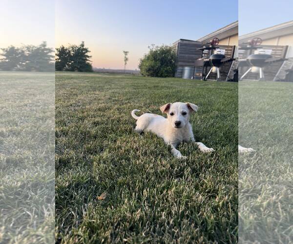 Medium Photo #1 Australian Shepherd-Unknown Mix Puppy For Sale in Paso Robles, CA, USA
