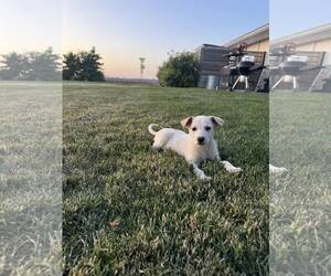 Australian Shepherd-Unknown Mix Dogs for adoption in Paso Robles, CA, USA