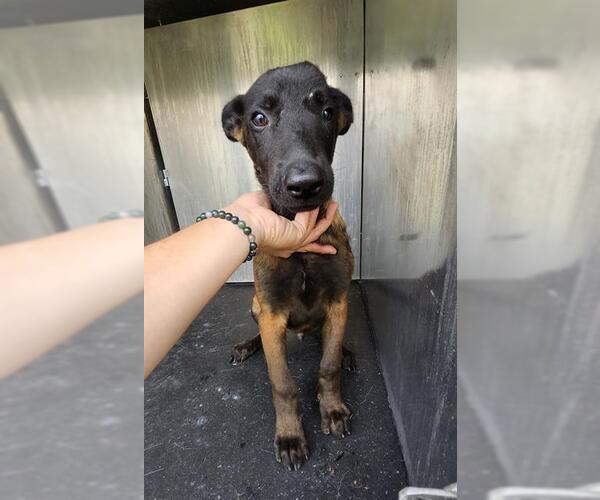 Medium Photo #1 Mutt Puppy For Sale in San Antonio, TX, USA