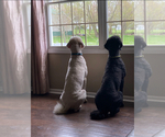 Small Photo #1 Poodle (Standard) Puppy For Sale in CICERO, IN, USA