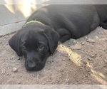 Small #15 Labrador Retriever