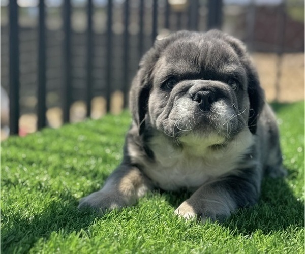 Medium Photo #2 English Bulldog Puppy For Sale in DAYTON, OH, USA