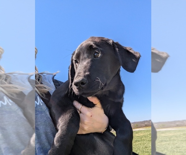 Medium Photo #1 Golden Labrador Puppy For Sale in CAMERON, MO, USA