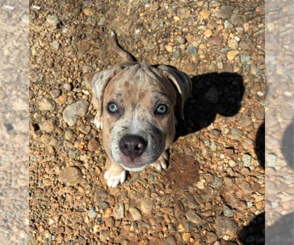 Medium Photo #3 Boxer-Unknown Mix Puppy For Sale in Holly Springs, NC, USA