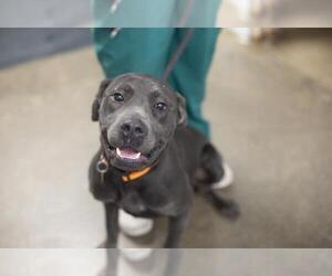 Labrador Retriever-Unknown Mix Dogs for adoption in Mountain Home, AR, USA
