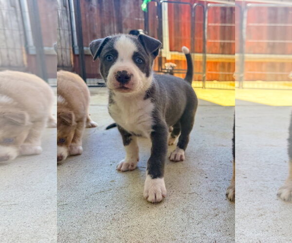 Medium Photo #2 Labrador Retriever-Unknown Mix Puppy For Sale in San Diego, CA, USA