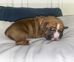 Small Photo #2 Boxer Puppy For Sale in WEST COLUMBIA, SC, USA