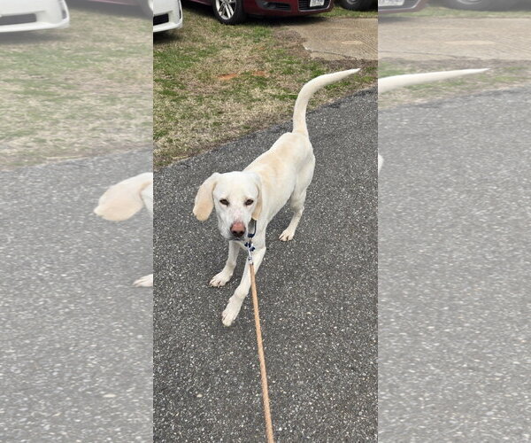 Medium Photo #8 Labrador Retriever-Unknown Mix Puppy For Sale in Rustburg, VA, USA