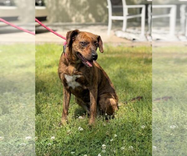 Medium Photo #2 Plott Hound-Unknown Mix Puppy For Sale in Yardley, PA, USA