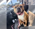 Small Photo #1 American Pit Bull Terrier Puppy For Sale in EASTOVER, NC, USA