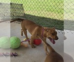 Small #3 American Pit Bull Terrier Mix