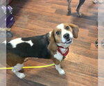 Small #8 Beagle
