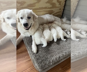 Mother of the Great Pyrenees puppies born on 07/03/2022