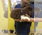 Small Photo #3 Newfoundland Puppy For Sale in AURORA, IN, USA