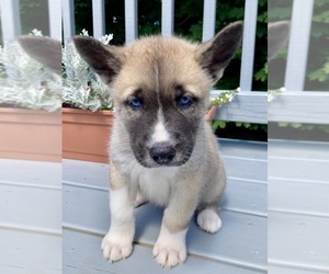 Akita-Siberian Husky Mix Puppy for sale in ALLISON PARK, PA, USA
