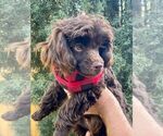 Small Photo #19 Poodle (Toy) Puppy For Sale in PALO ALTO, CA, USA