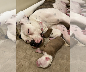 Mother of the American Bulldog puppies born on 07/11/2023