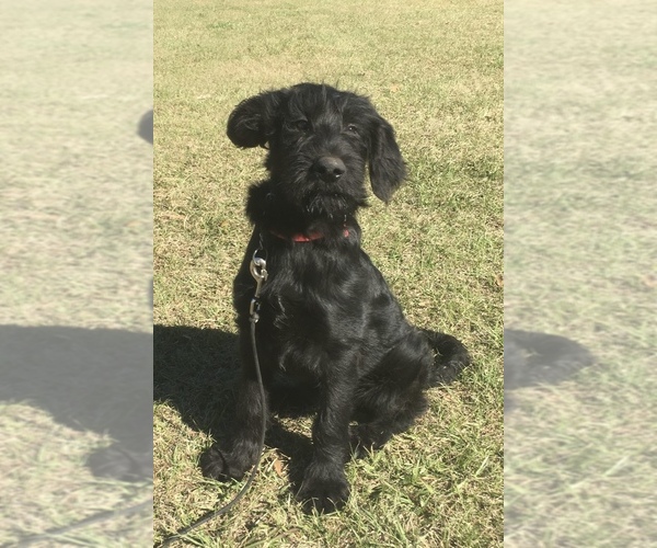 Medium Photo #6 Shepadoodle Puppy For Sale in POPLARVILLE, MS, USA