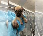 Small American Staffordshire Terrier