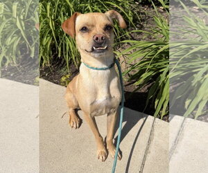 Pippa - Female Chihuahua-Unknown Mix Dog for Adoption - Photo #4