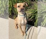 Small #3 Chihuahua Mix