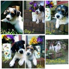 Jack Russell Terrier Puppy for sale in MIDLOTHIAN, VA, USA
