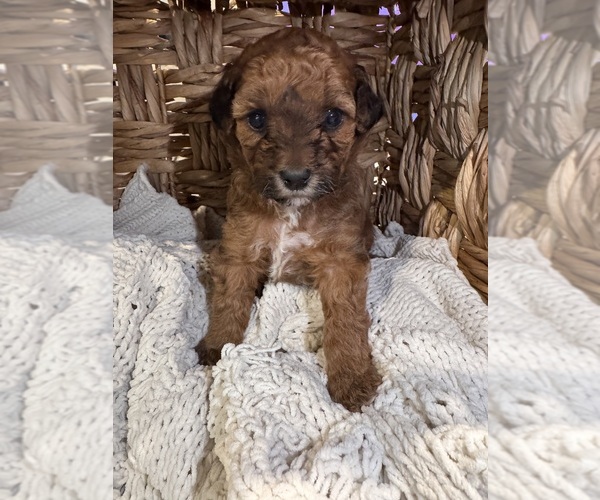 Medium Photo #1 Poodle (Toy) Puppy For Sale in HOUSTON, TX, USA