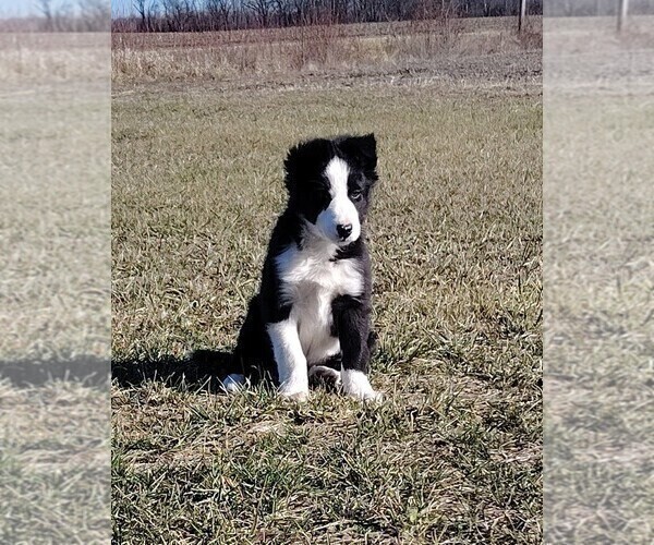 Medium Photo #30 Border Collie Puppy For Sale in NORBORNE, MO, USA