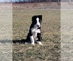 Small #20 Border Collie