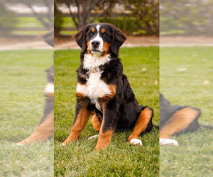 Mother of the Bernedoodle puppies born on 12/08/2024