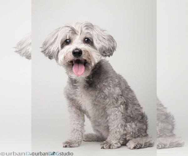 Medium Photo #2 Maltipoo Puppy For Sale in Tampa, FL, USA
