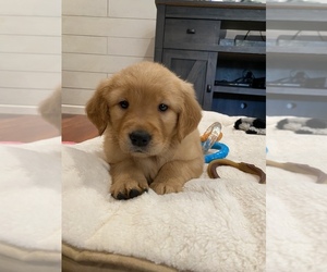 Golden Retriever Puppy for sale in ROSEVILLE, CA, USA
