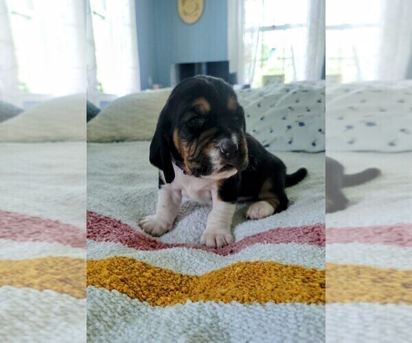Medium Photo #1 Basset Hound Puppy For Sale in PETERSBURG, IN, USA