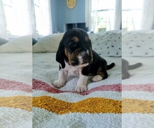 Medium Basset Hound