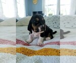 Puppy Purple collar Basset Hound
