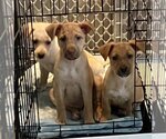 Small Photo #8 Labrador Retriever-Unknown Mix Puppy For Sale in Brooksville, FL, USA