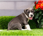 Small #6 Great Dane