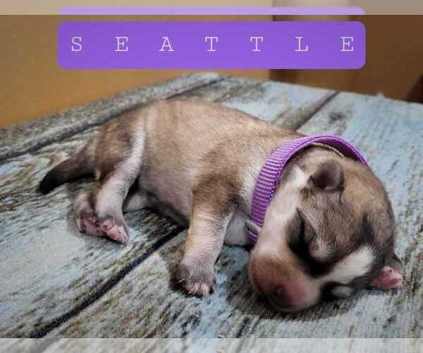 Medium Photo #5 Pomsky Puppy For Sale in MIAMI, OK, USA